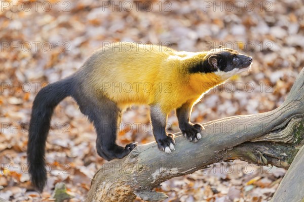 Yellow-throated marten (Martes flavigula) on an old wood, Germany