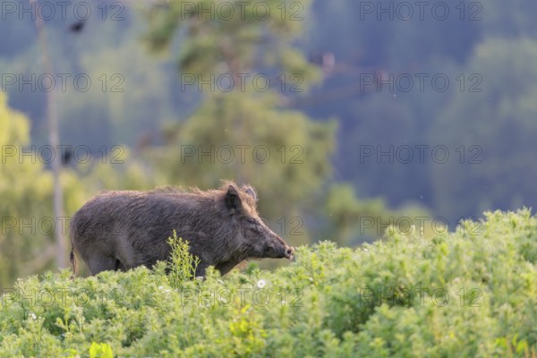 A wild boar (Sus scrofa) runs across a field of wild chamomile (Matricaria chamomilla). Bavaria, Germany