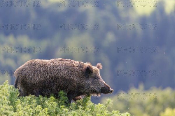 A wild boar (Sus scrofa) runs across a field of wild chamomile (Matricaria chamomilla). Bavaria, Germany