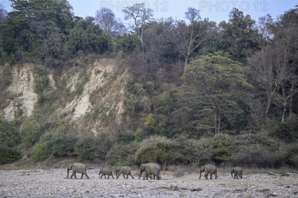 Indian elephants (Elephas maximus indicus), Corbett National Park, near Ramnagar, Uttarakhand State, India