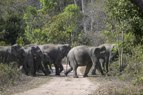 Indian elephants (Elephas maximus indicus), Corbett National Park, near Ramnagar, Uttarakhand State, India