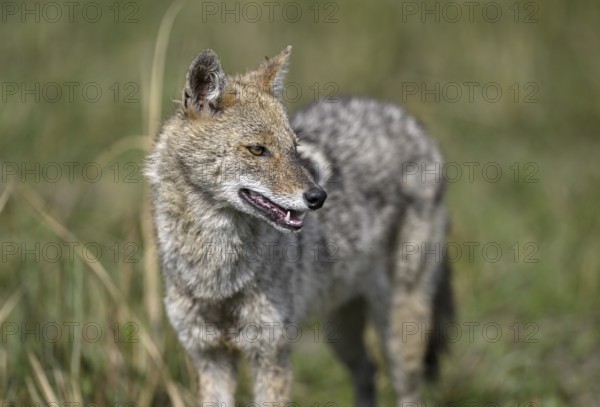 Indian jackal (Canis aureus indicus), Corbett National Park, near Ramnagar, Uttarakhand State, India