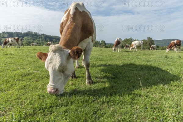 Brown and white cows are grazing calmly on a lush green pasture under a clear blue sky. The surroundings offer rolling hills in the background, creating a tranquil rural scene. Salins-les-Bains, Jura, France