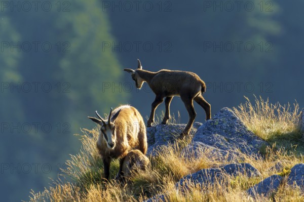 Three chamois standing on a sunny meadow with rocks in the background, chamois, chamois, (Rupicapra rupicaprae), fawn, wildlife, Vosges, France