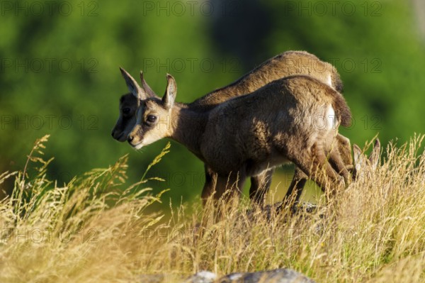 Two young chamois standing on a sunny meadow in front of a green background, chamois, chamois, (Rupicapra rupicaprae), fawn, wildlife, Vosges, France