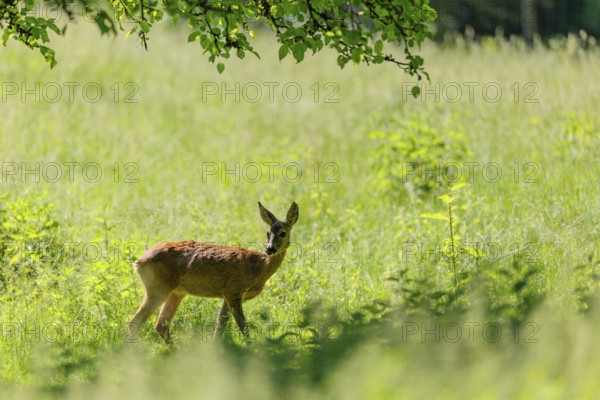 A female roe deer (Capreolus capreolus) stands in a green meadow. Bavaria, Germany