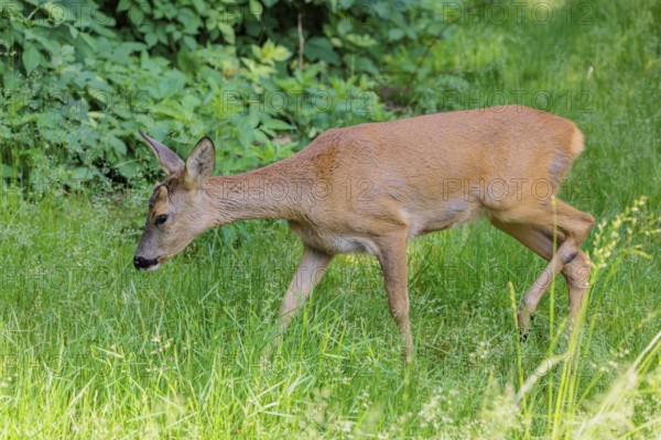 A female roe deer (Capreolus capreolus) crosses a green meadow. Bavaria, Germany