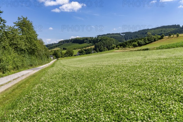 Landscape along the Sauerlandring cycle path, an 84 km long circular cycle path between the towns of Finnentrop, Eslohe, Schmallenberg and Lennestadt, mostly on former railway lines, here near Finnentrop-Serkenrode, Sauerland, North Rhine-Westphalia, Germany