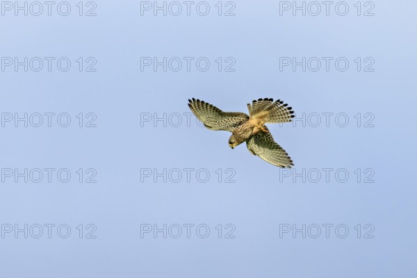 A Common Kestrel flies majestically in the sky with clearly visible wings and tail feathers, The kestrel (Falco tinnunculus) Herleshausen, Hesse, Germany