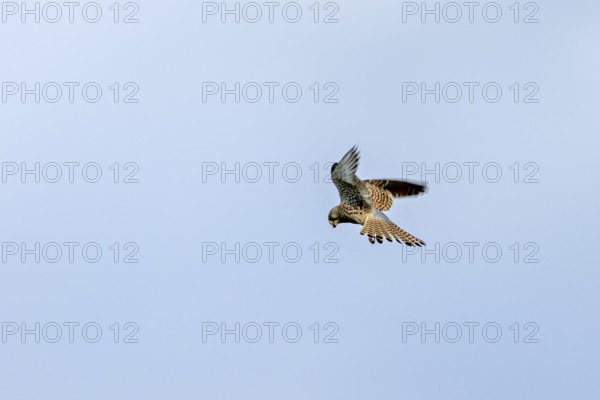 A Common Kestrel soars in the blue sky with outstretched wings, The kestrel (Falco tinnunculus) Herleshausen, Hesse, Germany