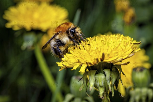 A bee sits on a yellow dandelion flower surrounded by a green background in a spring scene, The field bumblebee (Bombus pascuorum) Herleshausen, Hesse, Germany