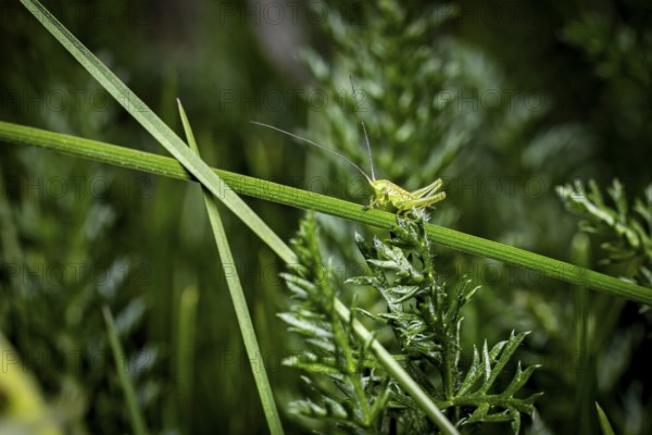A green grasshopper rests on a blade of grass surrounded by lush foliage in a natural environment, A baby grasshopper in a meadow, Herleshausen, Hesse, Germany