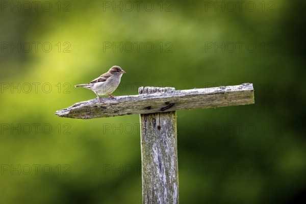 A sparrow sits on a dry branch in front of a blurred green background, The House Sparrow (Passer domesticus) Herleshausen, Hesse, Germany