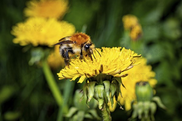 Bee on a yellow dandelion flower in close-up, embedded in a green, lively scenery, The field bumblebee (Bombus pascuorum) Herleshausen, Hesse, Germany