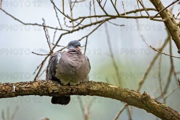 A fat pigeon sits on a branch, surrounded by bare branches and against a blurred background, The wood pigeon (Columba palumbus) Herleshausen, Hesse, Germany
