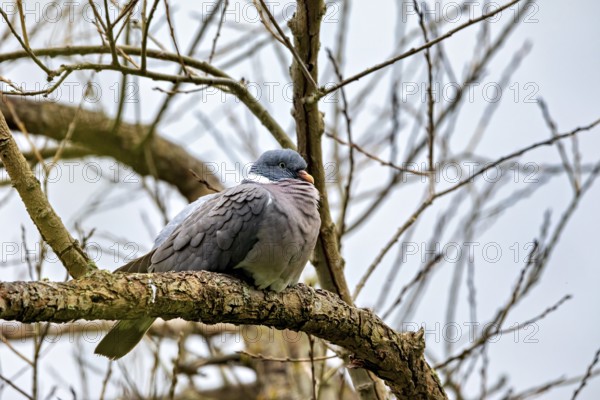 A pigeon sits attentively on a branch with intertwined twigs in the background, The wood pigeon (Columba palumbus), Herleshausen, Hesse, Germany