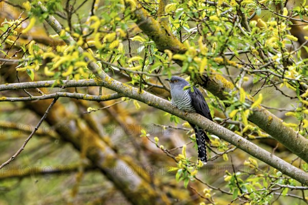 Cuckoo sitting on a branch in a blooming spring landscape, surrounded by green-yellow leaves, The cuckoo (Cuculus canorus) Herleshausen, Hesse, Germany