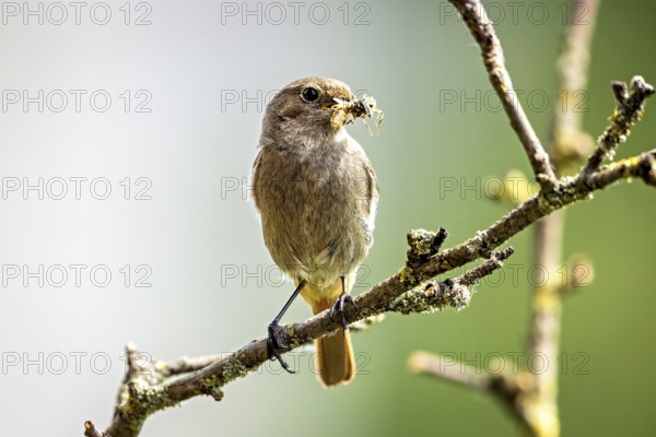 Bird on a branch with an insect in its beak in a natural environment, black redstart (Phoenicurus ochruros) Herleshausen, Hesse, Germany