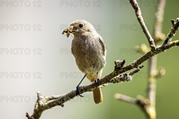A small bird sitting on a branch with an insect in its beak, black redstart (Phoenicurus ochruros) Herleshausen, Hesse, Germany