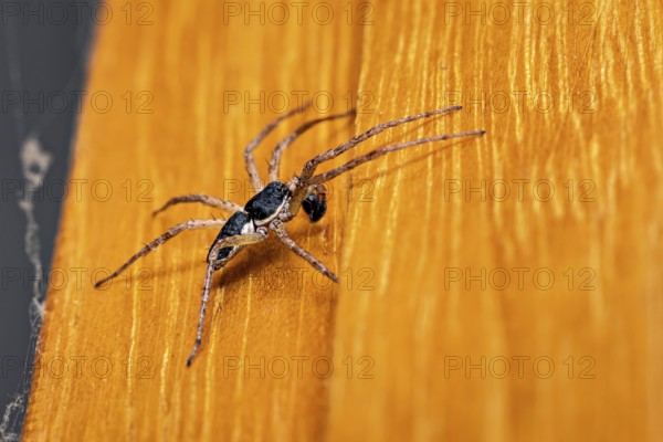 A macro photograph of a black spider on an orange-coloured wooden background, White-edged Flat Spider (Philodromus dispar) Herleshausen, Hesse, Germany