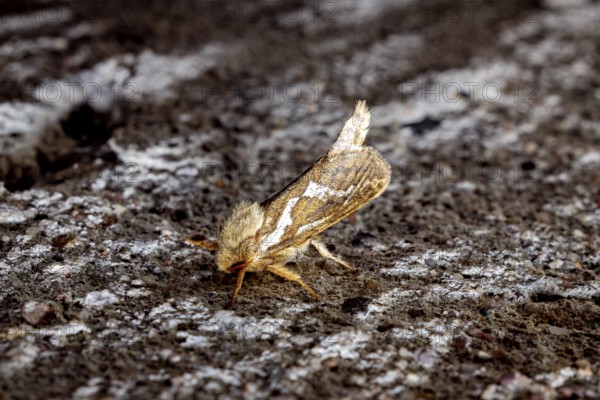 Moth photograph on a rough surface in earthy colours, Common swift (moth) (Pharmacis lupulina) Herleshausen, Hesse, Germany