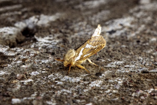Close-up of a moth on a textured surface with earthy colours, Common swift (moth) (Pharmacis lupulina) Herleshausen, Hesse, Germany