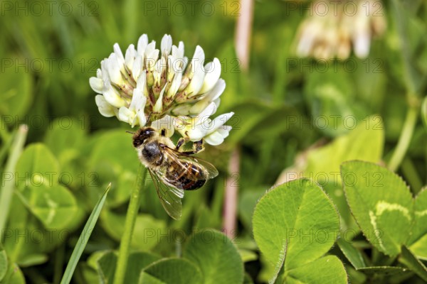 Bee sitting on a white clover flower amidst green leaves in a meadow, A honey bee on a white clover flower, Herleshausen, Hesse, Germany