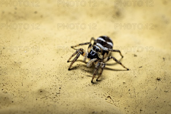Macrophotograph of a spider on a yellow sandy ground, the wall zebra jumping spider (Salticus scenicus) Herleshausen, Hesse, Germany