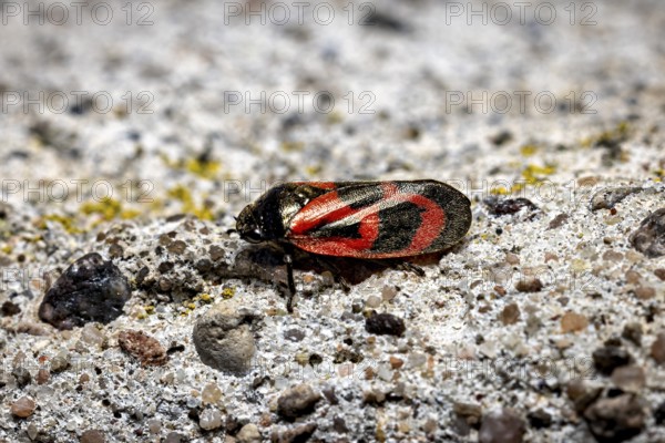 Close-up of a black and red insect on a textured grey background, blood cicada (Cercopidae) Herleshausen, Hesse, Germany