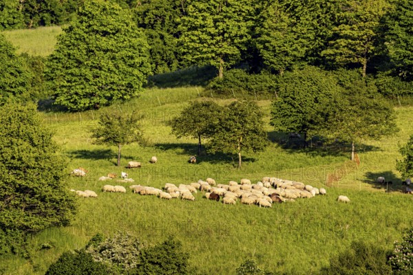 A flock of sheep grazing on a green meadow surrounded by trees on a sunny day, A flock of sheep in a meadow, Herleshausen, Hesse, Germany