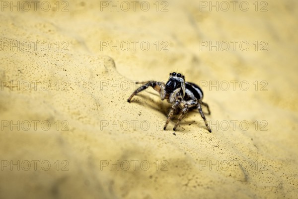 Jumping spider running up a yellow sandy structure, close-up, The wall zebra jumping spider (Salticus scenicus) Herleshausen, Hesse, Germany