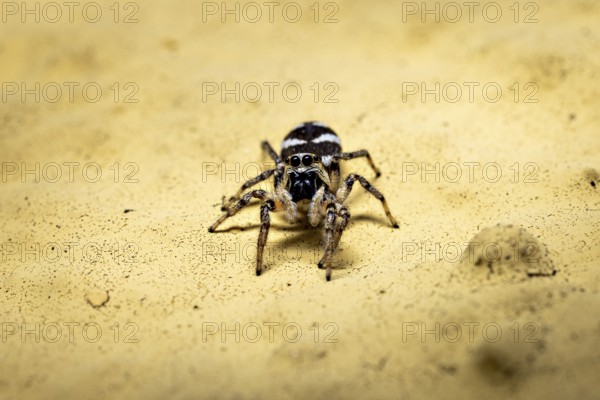 Close-up of a spider on a yellow sandy background with detailed surface, The wall zebra jumping spider (Salticus scenicus) Herleshausen, Hesse, Germany