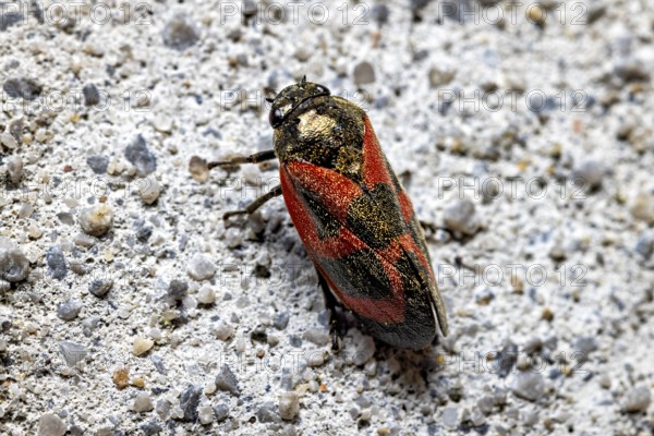 Close-up of an insect with a red and black pattern on a grey concrete background, blood cicadas (Cercopidae) Herleshausen, Hesse, Germany