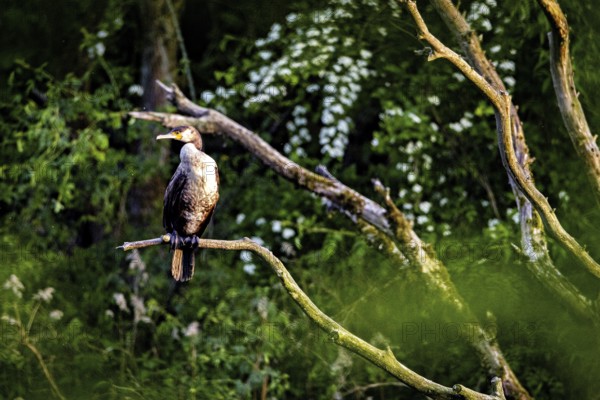 Cormorant resting on a branch surrounded by nature, The Cormorant (Phalacrocorax carbo) Herleshausen, Hesse, Germany
