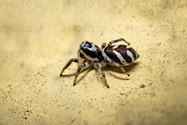 Close-up of a jumping spider on a yellow textured surface, the wall zebra jumping spider (Salticus scenicus) Herleshausen, Hesse, Germany