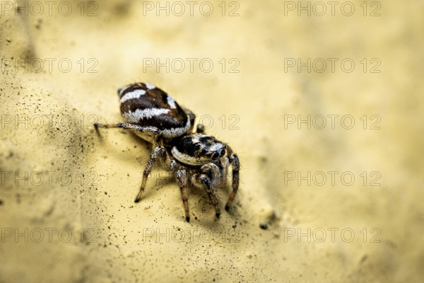 Jumping spider in close-up on a yellow sandy surface, the wall zebra jumping spider (Salticus scenicus) Herleshausen, Hesse, Germany