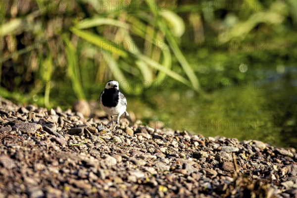 A bird stands in the sun on the stony bank of a body of water with a lush green background, The white wagtail (Motacilla alba) Herleshausen, Hesse, Germany
