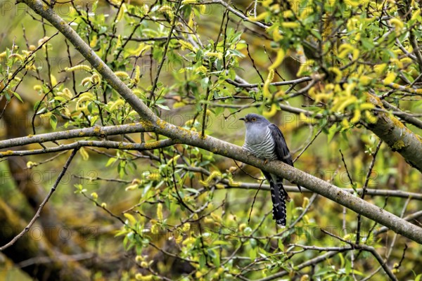Cuckoo resting on a branch in a lively spring environment with green and yellow foliage, The cuckoo (Cuculus canorus) Herleshausen, Hesse, Germany