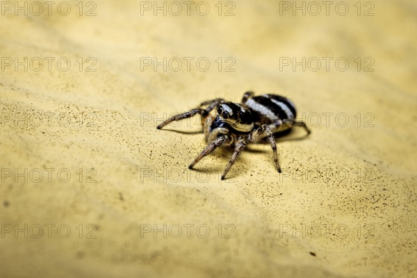 Macrophotograph of a small spider on a textured yellow ground, the wall zebra jumping spider (Salticus scenicus) Herleshausen, Hesse, Germany