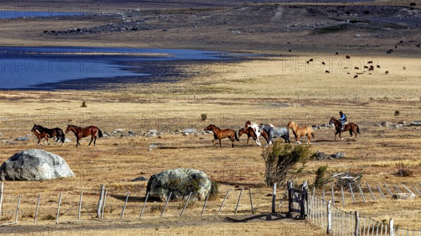 Rider leads group of horses through open steppe landscape by the lake, A gaucho with his horses in the landscape of Patagonia in Argentina