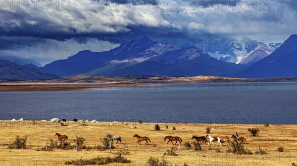 Horses grazing in vast steppes against a picturesque mountain backdrop and cloudy sky, A gaucho with his horses in the landscape of Patagonia in Argentina