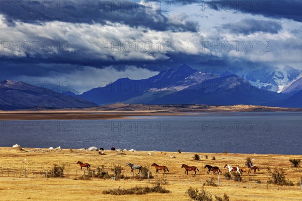 Vast steppe with horses in front of imposing mountains and dramatic skies, A gaucho with his horses in the landscape of Patagonia in Argentina