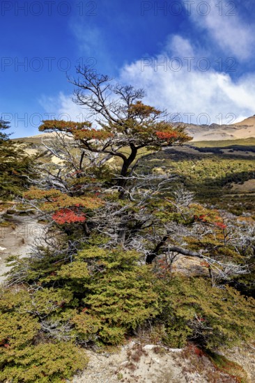 Colourful tree with autumn leaves in front of a mountain landscape, The landscape of Patagonia in Argentina