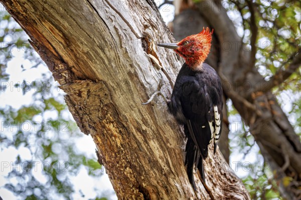 A woodpecker with a distinctive red head clings to a tree trunk in the forest, A Magellanic woodpecker in the Patagonian forest (Campephilus magellanicus)