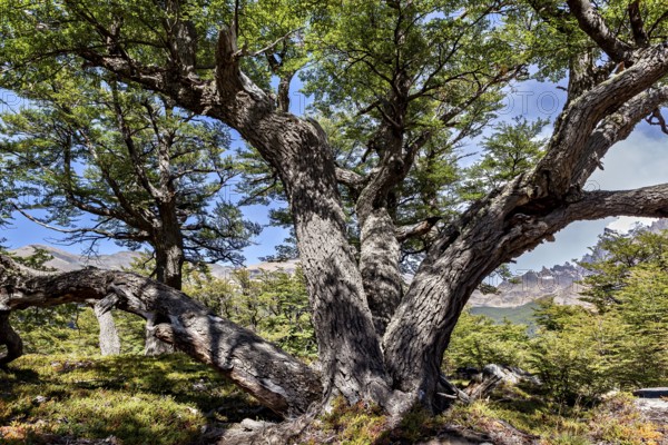 Large old tree in the shade with dense foliage, The landscape of Patagonia in Argentina