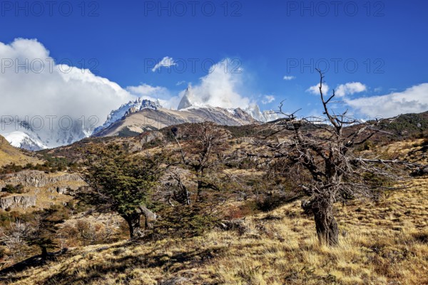 Dry tree in a vast alpine landscape with impressive mountain peaks, The Patagonian landscape near El Chalten in Argentina