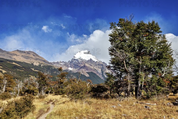 Snowy mountain peak behind a forest and a small path in clear weather, The landscape of Patagonia near El Chalten in Argentina