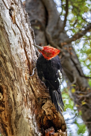 Woodpecker with red head and black body sitting on a tree trunk in a forest, A Magellanic Woodpecker in the forests of Patagonia (Campephilus magellanicus)