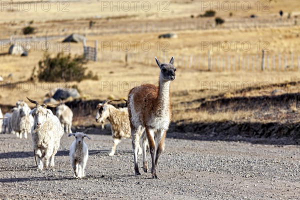 A group of llamas and sheep on a dusty, rural road under a sunny sky, Alpacka with goats and sheep in Patagonia