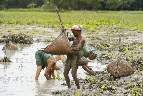 BAKSA, INDIA- JULY 12: Tribal women engage in traditional fishing using Jakoi, a bamboo fishing tool, in a shallow wetland in Baksa, India on July 12, 2025